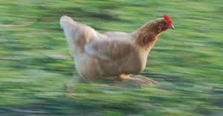 The rooster is on the run