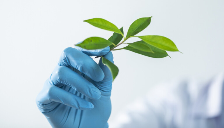 Studies conducted in Thailand have revealed that Thai herbs, e.g., Andrographis Paniculata (Burm.f.) and fingerroot (Kaempfer or Boesenbergia rotunda) can treat COVID-19 symptoms, and there have been some indications that these herbs may be able to suppress SARS-CoV-2 and stop the virus from replicating.